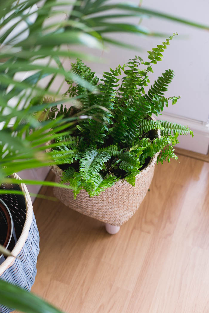 FallForDIY's tweet image. According to Alex I'm preparing our home for a 6-inch mini flood. Slightly elevating even our plants off the ground - ironically they're maybe the one thing that would survive (and probably welcome) a slow influx of … bit.ly/2JGetjJ