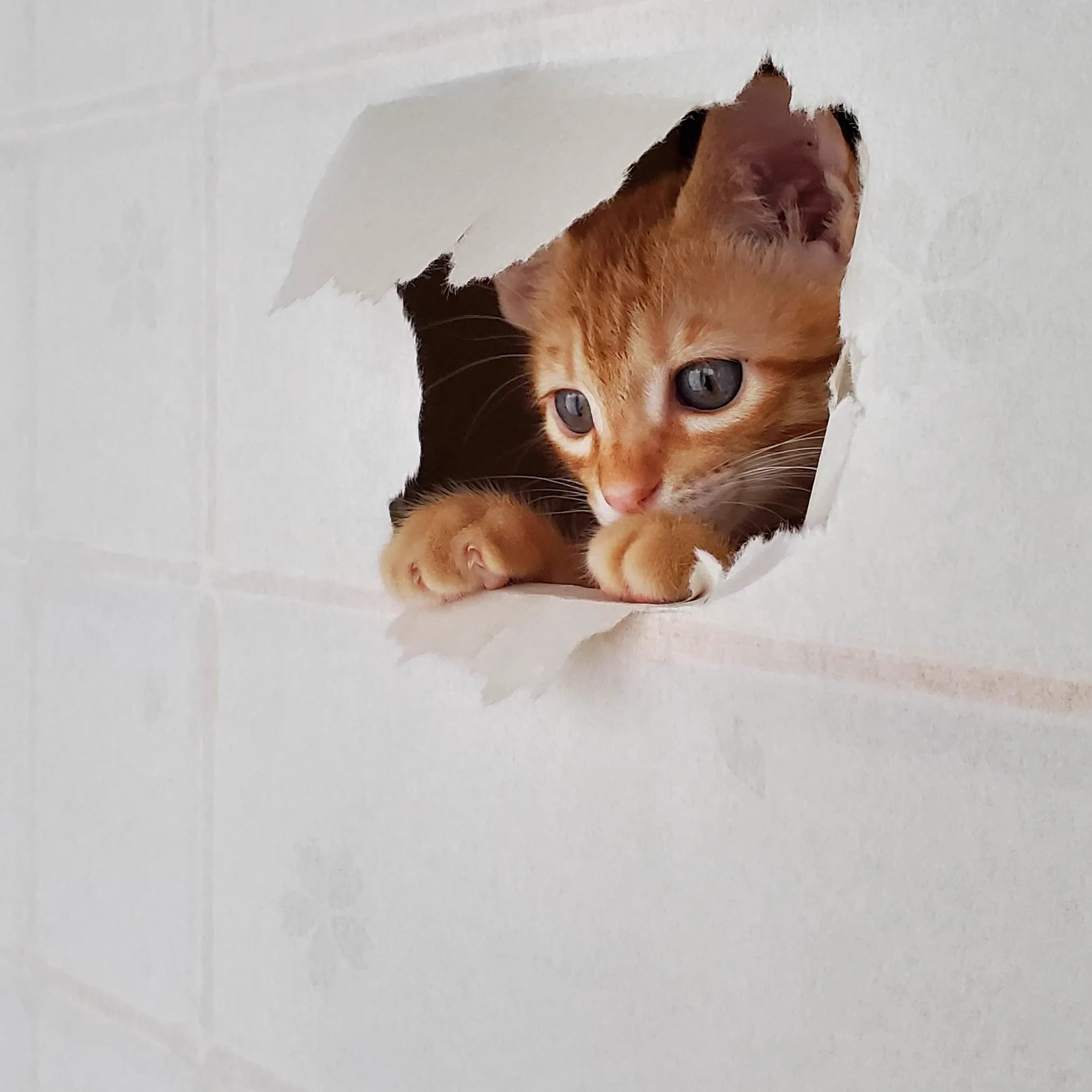 @hanae0626 「張り替える予定なので、好きにやってくれ…」
です。笑 