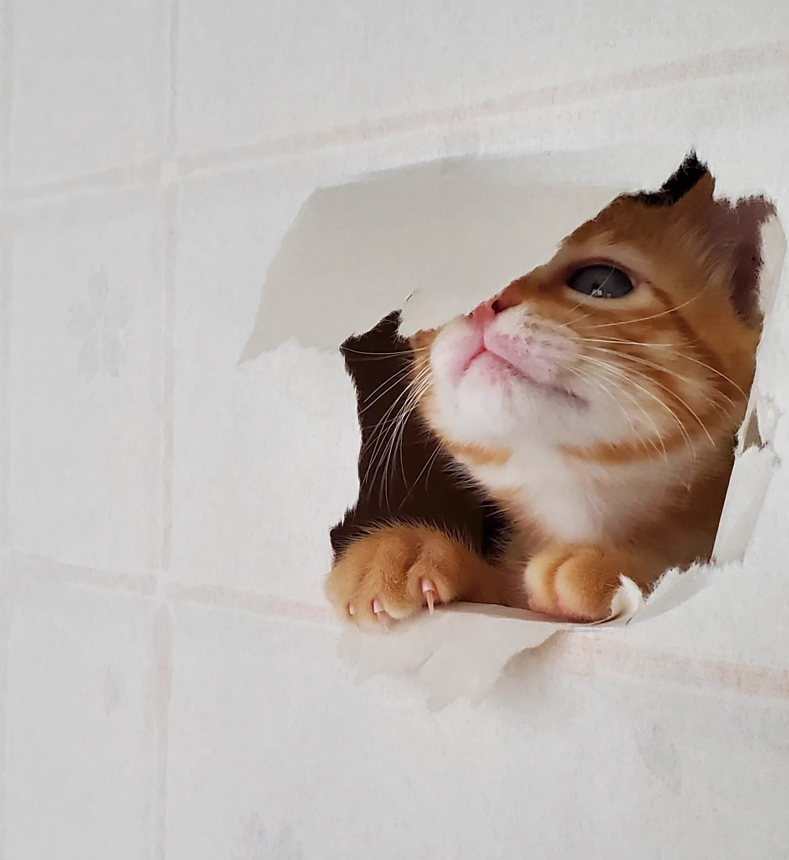 @hanae0626 「張り替える予定なので、好きにやってくれ…」
です。笑 