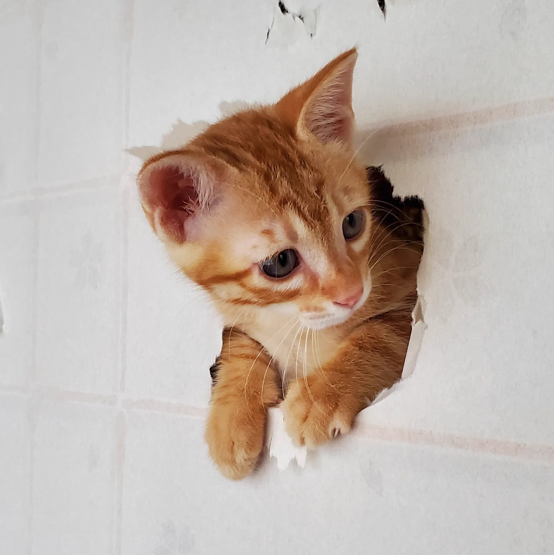 @hanae0626 「張り替える予定なので、好きにやってくれ…」
です。笑 