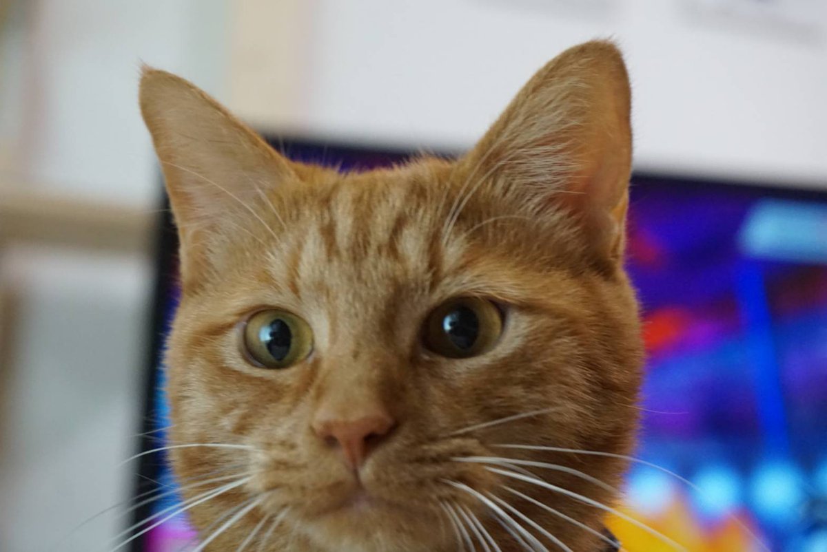 ねこんちゅ カッコイイ 猫のいる暮らし 猫 猫がいる幸せ 猫画像 キャット ドアップ 顔