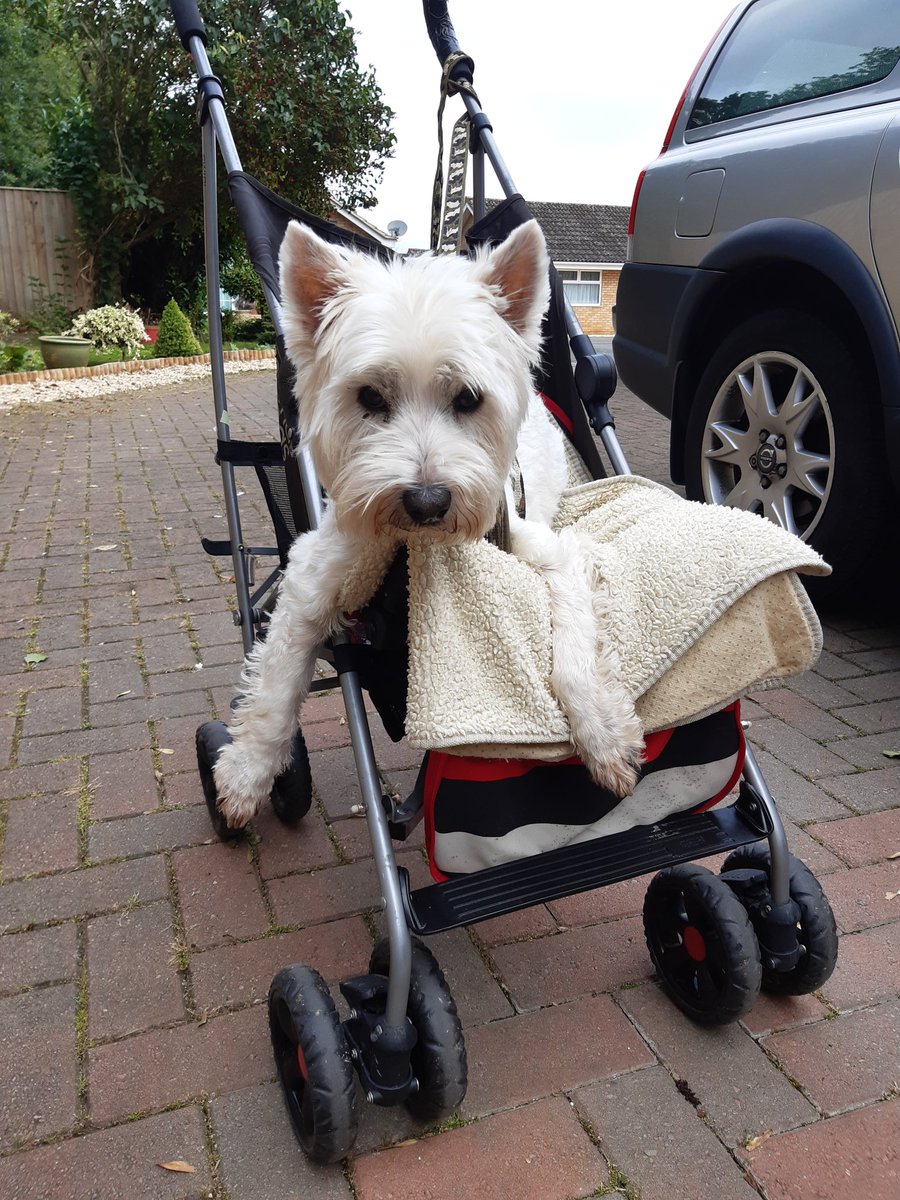 Daisy needs a support vehicle on her walk. https://t.co/0z1L8cUQVI