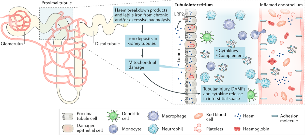 Haemolysis Twitter Search Twitter