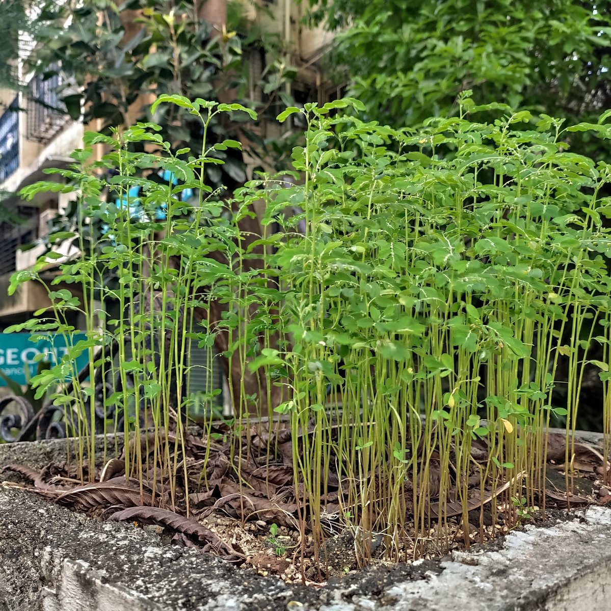 3d_india's tweet photo. I love how mini Jungle pops up during monsoon on the wall. It's a beauty in itself. #junglezone #jungleonwall #urbanjungle #miniecosystem https://t.co/iJDKRBNeq5