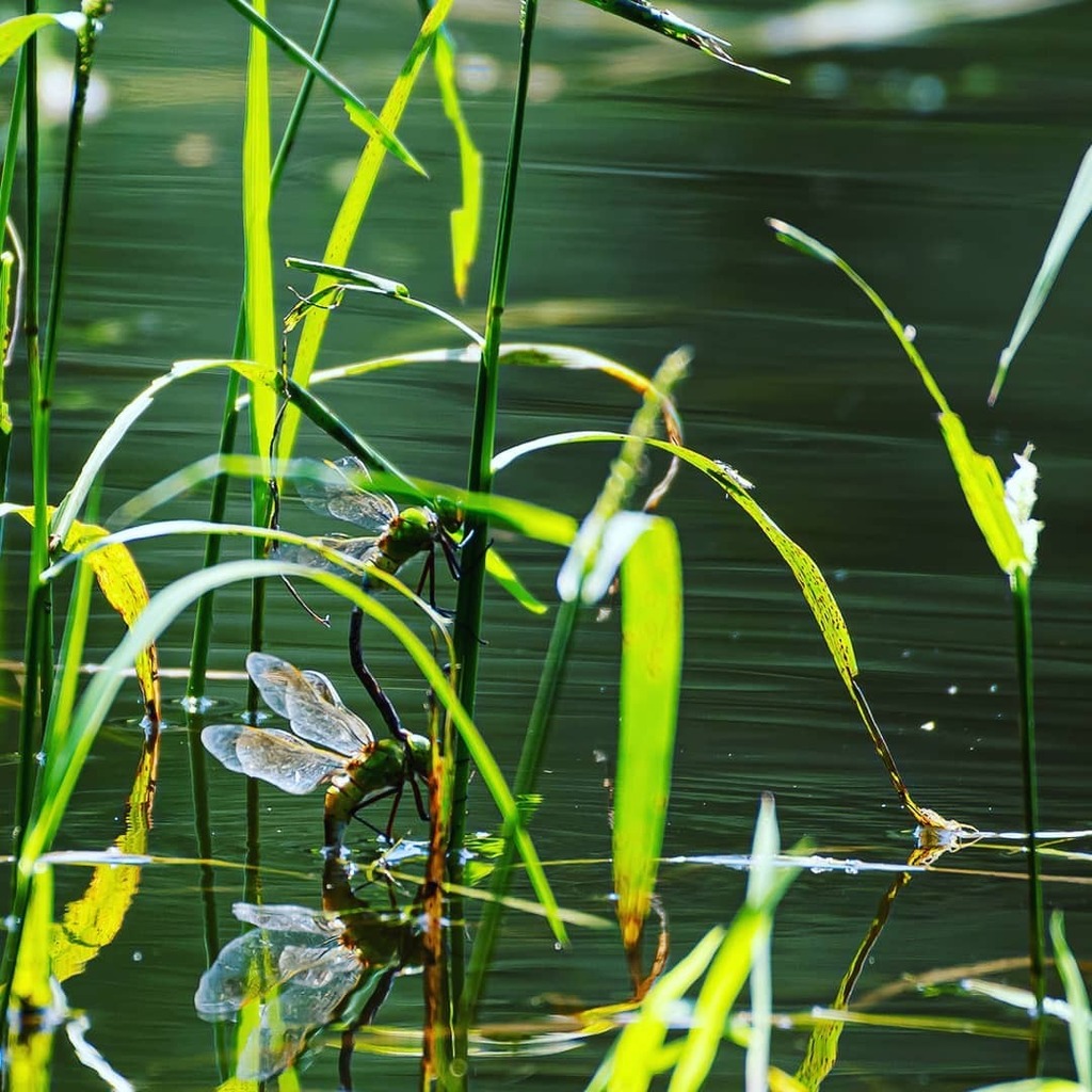 Kusabosi's tweet photo. ギンヤンマの産卵
#ギンヤンマ #トンボ #lesseremperor #dragonfly #昆虫 #insect
#egglaying #ニコン #nikon #z7 #nikkor200_500 #nikon200500 https://t.co/WfTX4Zgul7 https://t.co/qxhJ3fSS9f