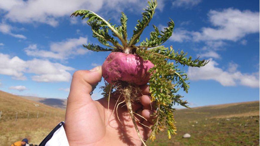 Selva_Bio's tweet photo. Maca is original to the Andes, the longest mountain chain in the world! https://t.co/QS6WBt4eCn