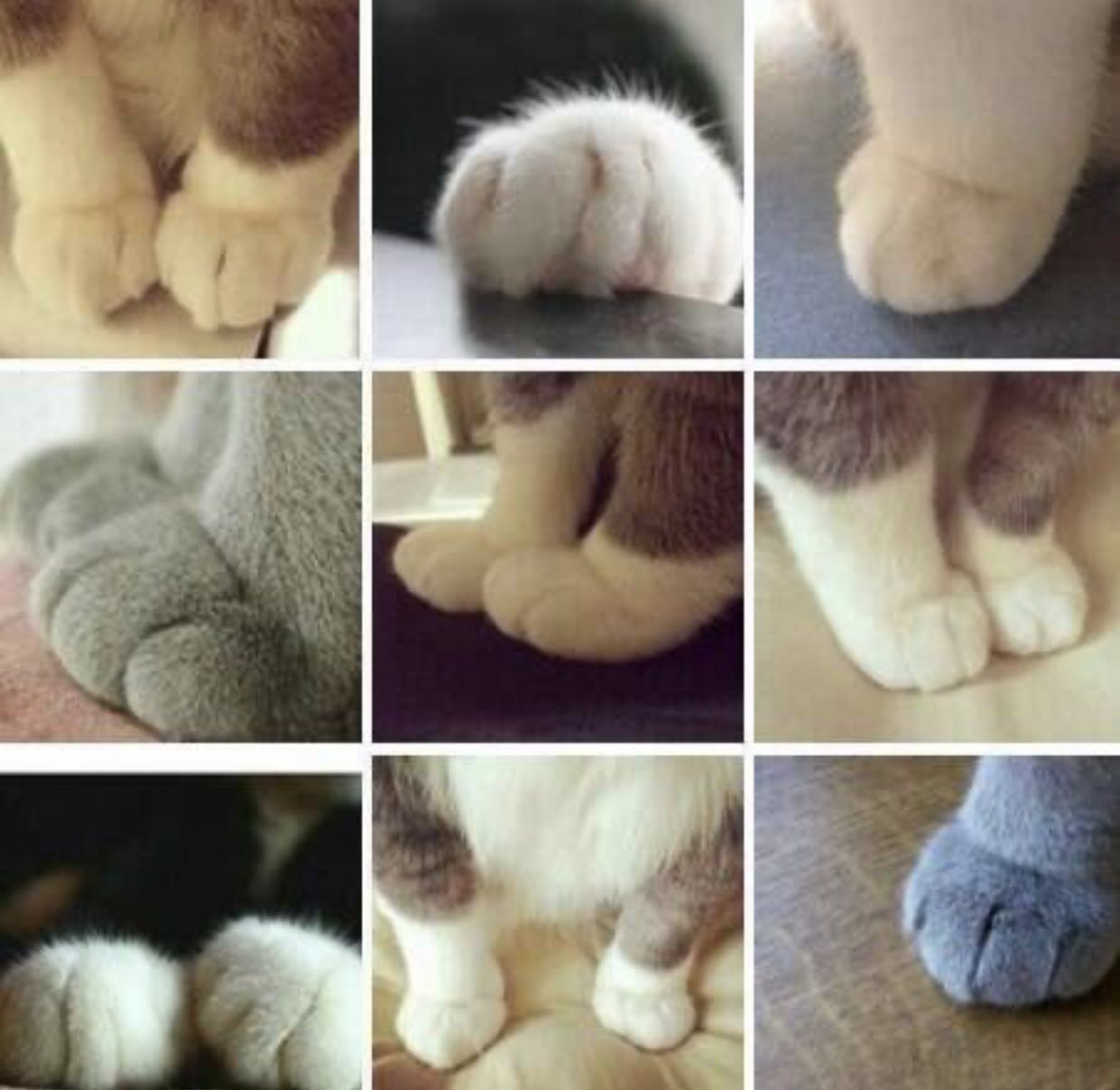 猫の手も借りたい って いやいや 猫のおててを侮ってはいけません 話題の画像プラス 猫の手も借りたい って いやいや 猫のおててを侮ってはいけません 話題の画像プラス