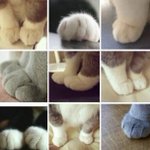 「猫の手も借りたい」って!？ いやいや、猫のおててを侮ってはいけません!