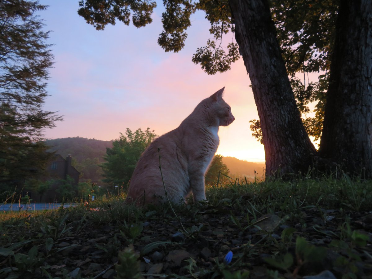 DennisB911's tweet photo. @MiriWeather tell @chesterlampkin, Tony, the #cats #weathercat #catoftheday reports 68F #Caturday in #mountains. #golden rays reach into the #ShenandoahValley &amp; #Basye #August2020 @WHSVaubs &amp; @WHSVBen. A #outdoors #photooftheday @hbwx in #rural #CatsOnTwitter #Virginia #sun #meow https://t.co/ucERMSJ2BA