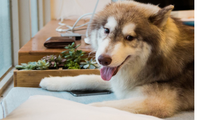 Jealous? This Dog’s Room is Clean: ow.ly/FDn050AMJdV