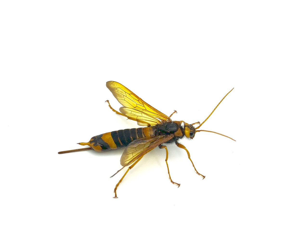 Scorius A Twitter 先ほど捕まえたキバチはどうやらニホンキバチのようです スギ ヒノキの害虫とのことですが キバチがこんなに カッコいい虫だったとは知りませんでした 産卵管の上にある尾角がとても良いですね Scorius A Twitter 先ほど捕まえたキバチはどうやらニホンキバチのようです スギ ヒノキの害虫とのことですが キバチがこんなに カッコいい虫だったとは知りませんでした 産卵管の上にある尾角がとても良いですね