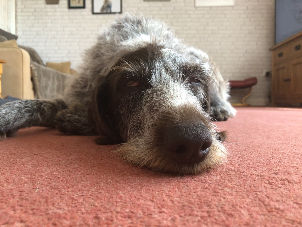 HayhurstBoo's tweet photo. How long does this qualifying go on for? #MeetBoo #f1 #grandprix #waiting #pointerproblems #gwp #dogsofinstagram #dogs https://t.co/4dy1BDT2gx