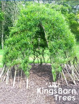 KingsBarnTrees's tweet photo. Living Willow setts/whips and structures now available to order on our website for delivery in December 2020 https://t.co/t1L4bAc3ek