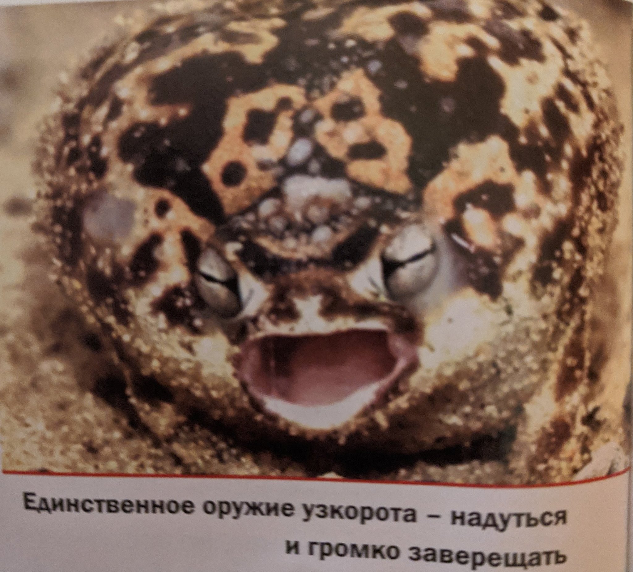 Южноафриканский узкорот