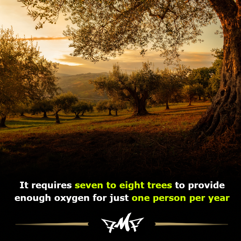 fairmeanorfoul's tweet image. 🎄🌳🌲🍃❤️
#fact #fatcs #oxygenfacts #treefacts