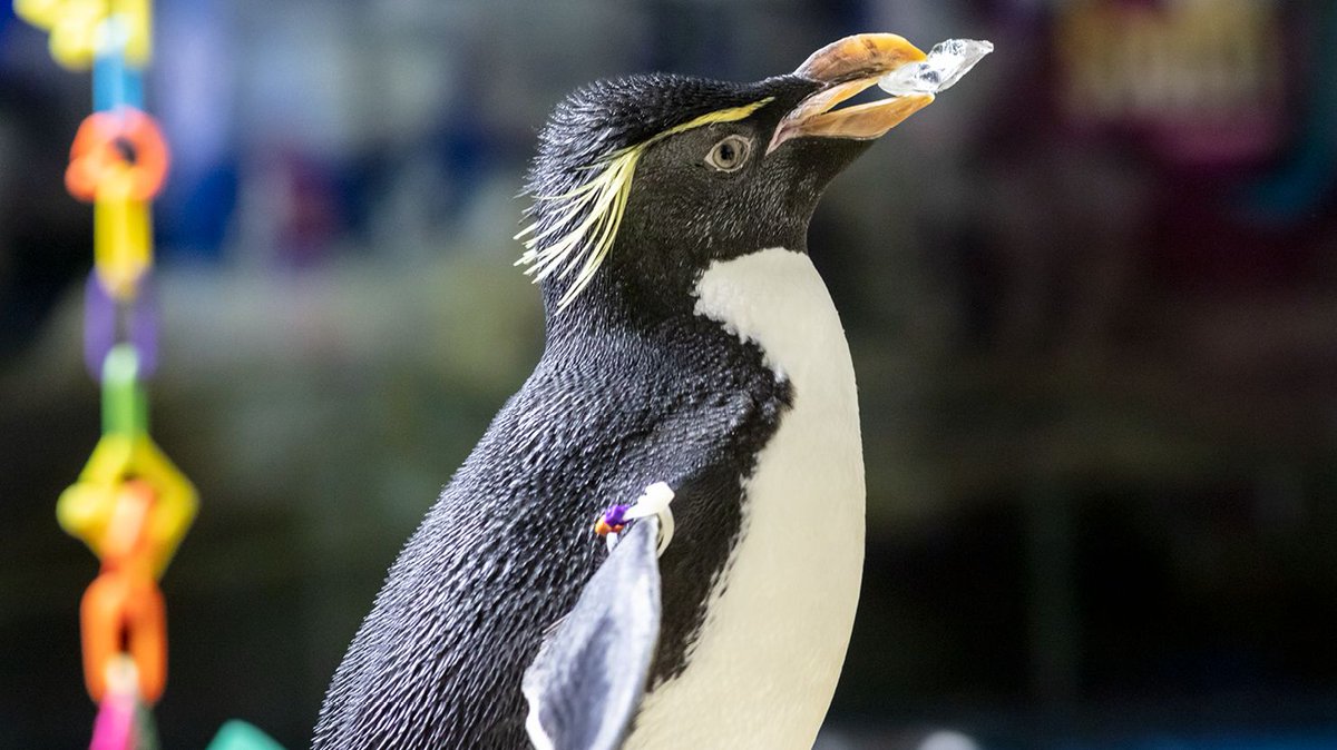 shedd_aquarium's tweet photo. Current summer mood: Wellington carrying ice. 🐧❄️ https://t.co/19dyBoA53n