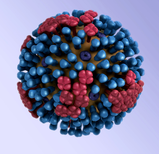 Influenza viruses can also be from different strains. Here’s the structure of influenza. The proteins on the outside are hemagglutinin (blue) and neuraminidase (red) – these are the “H” and “N” in terms like “H1N1” which was the strain that caused the pandemic in 2009.