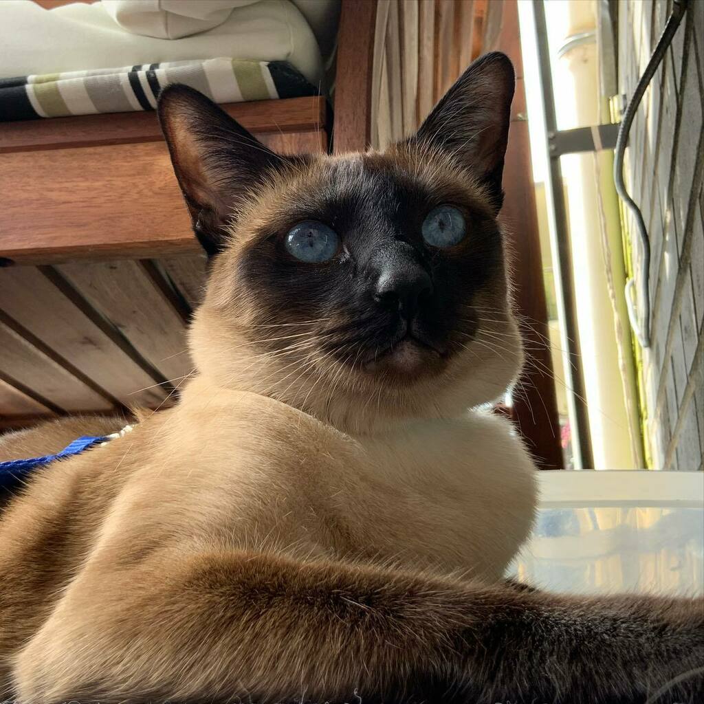 PopokiKitty's tweet photo. You aren’t the only ones whose hair gets frizzy on humid days FYI. #cutestcatscommunity #kitty #kittykitty #catlife #siamese #cuteanimals #animallovers #catsofinsta #ilovecats #kittylovers #kittylife #catsonline #siameselife #siamesecats #siamesecatsofin… https://t.co/XHICfp53AT https://t.co/xZvEIiQcHe