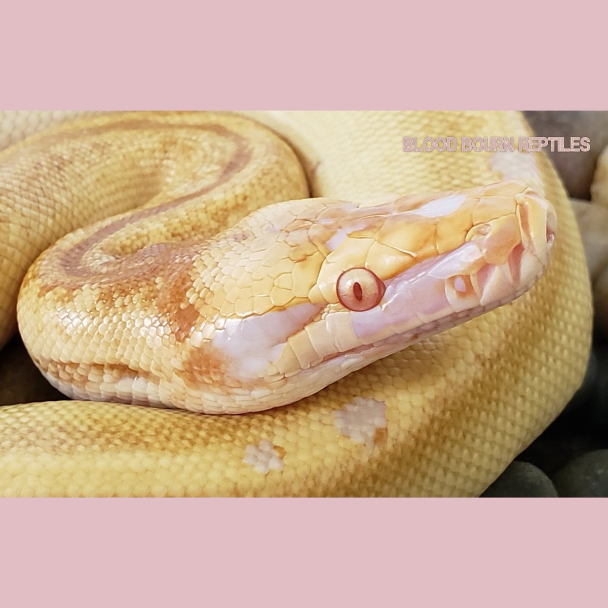 LivingArtReptil's tweet photo. Beautiful shot! 🙂 Blood Python (Python curtus). Photo: BloodBournReptiles. #snake #reptile #python #livingart #lareptile #lareptiles #bloodpython #pythoncurtus #nonvenomous #livingartreptile #livingartreptiles https://t.co/yqQ4uZdXEi