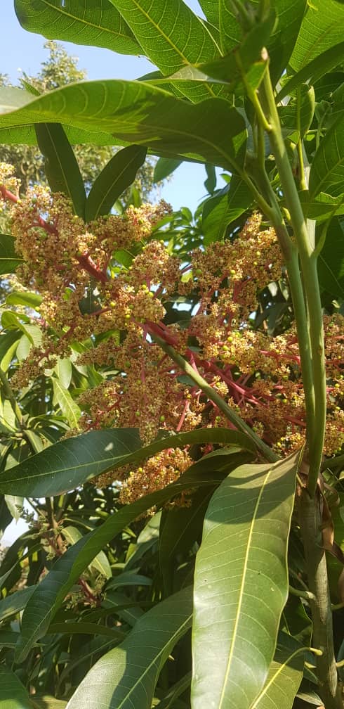 When you love nature it will also love you back. This mangoes tree will soon give back it's love. Little orchard at the backyard is surficient to provide the most desired fruits. Even you can do it 😎😎
