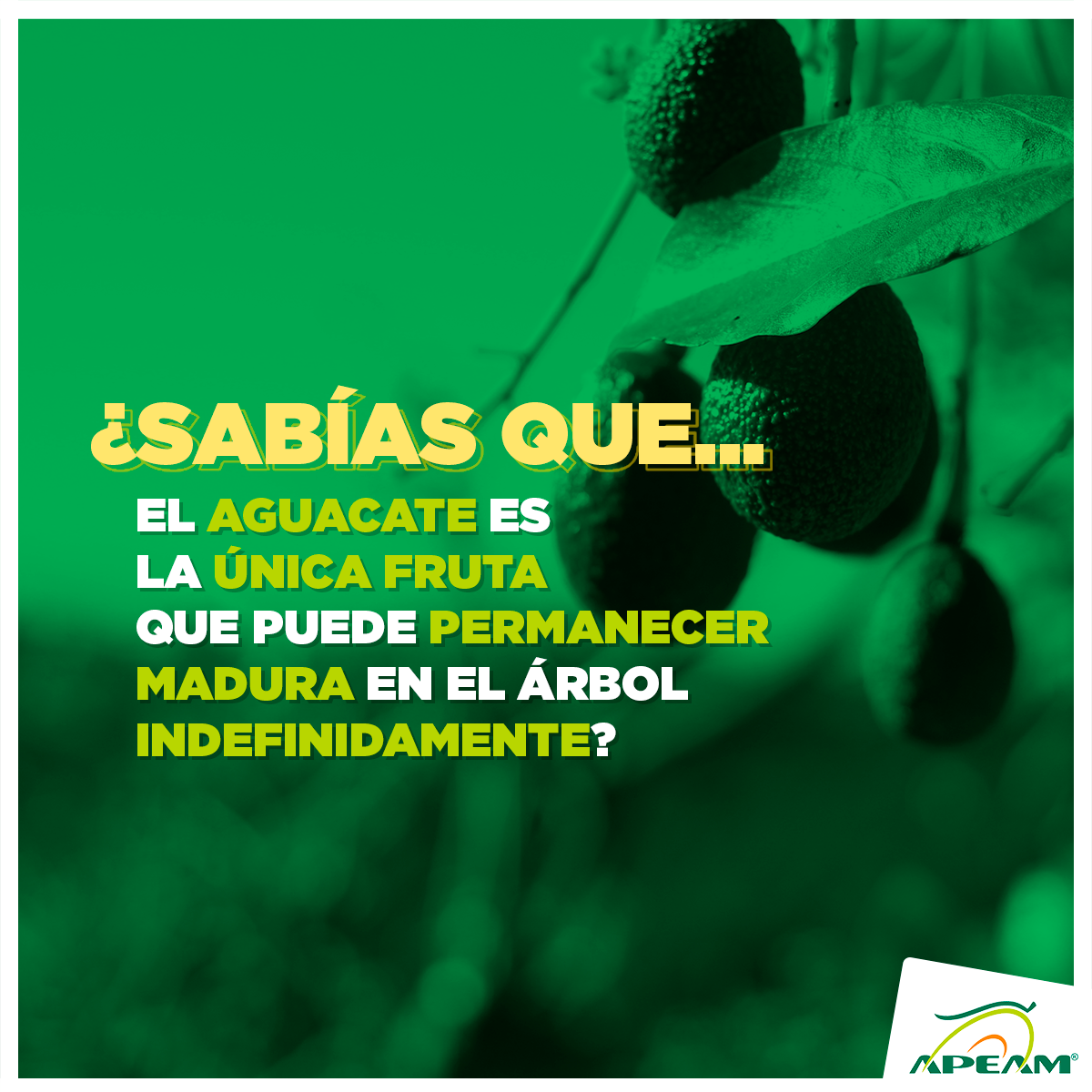 apeamac's tweet photo. Por eso, los aguacates pueden permanecer frescos en cualquier época del año. https://t.co/snhV5YHJPw