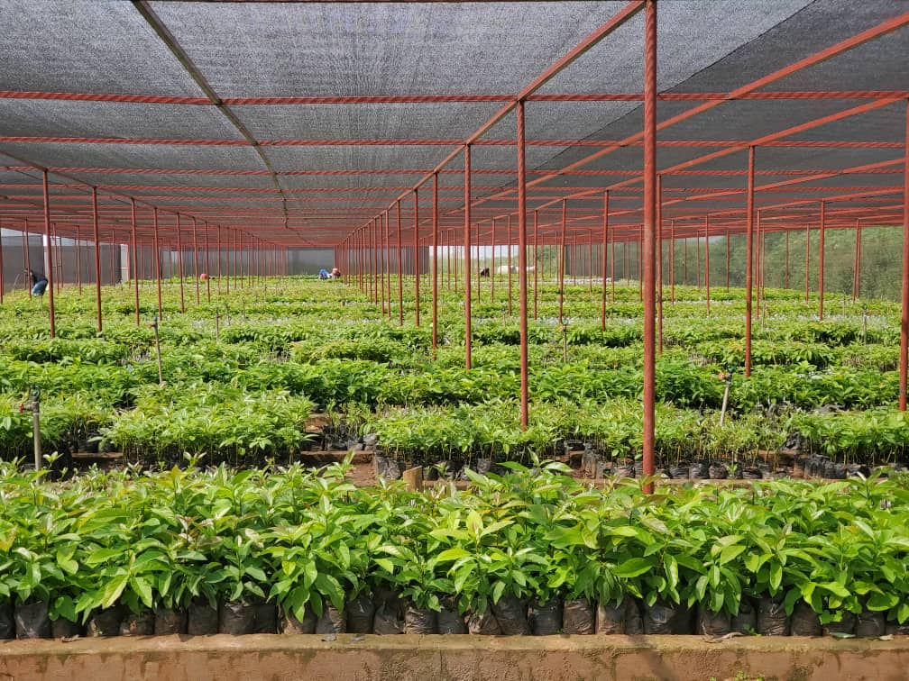 Musubi Farms Ltd.we badly need this seedlings in Teso Sub Region and I am challenging our dear MPs and development partners to help our small holder farmers access this green Gold. We would kill two birds using one stone . Improve tree cover, nutrition and income in just 3 yrs