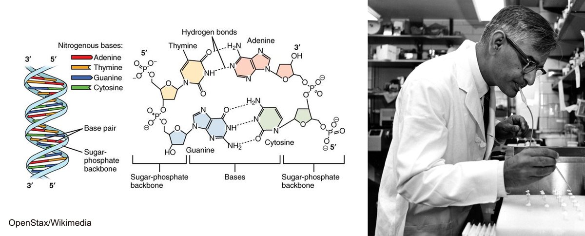MITBiology's tweet photo. Today is #RNADay2020! Let’s remember former MIT Biology Professor Har Gobind Khorana and his Nobel Prize-winning work discovering how #DNA and #RNA code for the 20 amino acids found in proteins: https://t.co/syivpoqqkp #RNADay https://t.co/aLPnKbQbq3