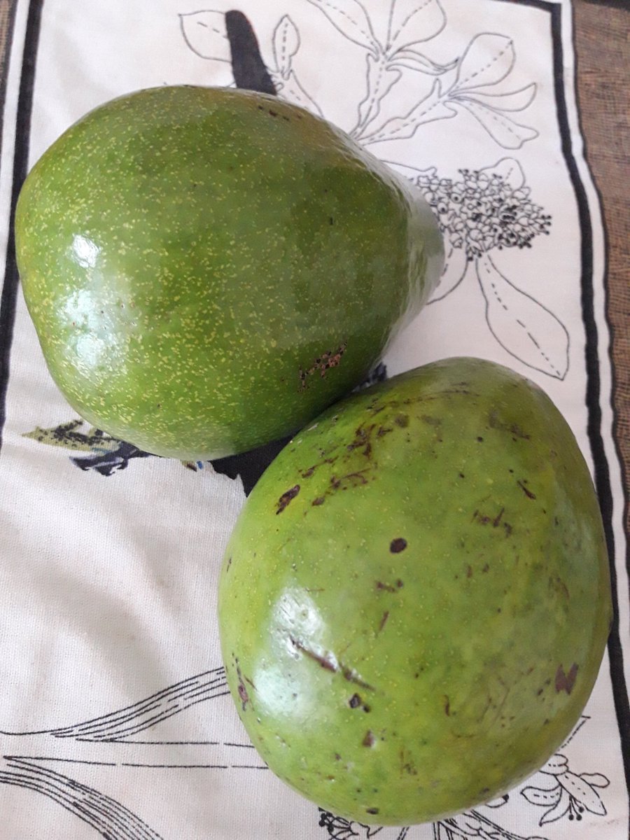 Comunikando's tweet photo. Que me digan cuando bajarán de precio los #aguacates o el #polloverde, ta fuerte 50 pesos por unidad y hasta más caro de ahí . @tonyariasgil @germanmarte4 @solaleva https://t.co/1zD8Si59bx