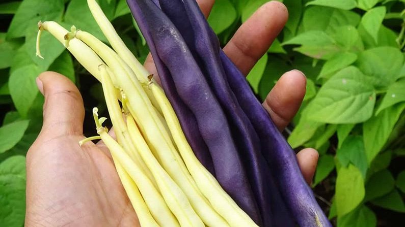 Poroto coyunda morado (el de vaina morada) y fideo, como se conoce a muchos de vaina amarilla.
Wallmapu Chile.

(via Biodiversidad Alimentaria)