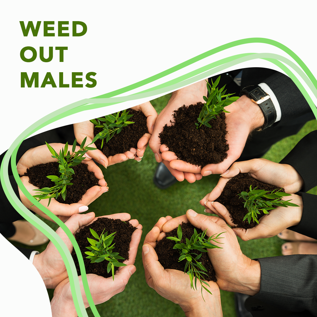 DeltaLeafLabs's tweet photo. #DNASexTesting can save you time, money, and resources. Weed out males immediately by trying out our Plant DNA testing services to save yourself some cash! 💰🌿
#deltaleaf #knowconservegrow #happysaturday #plantdnatesting #hempfarmers #phenohunter https://t.co/P1fPPL0fvM