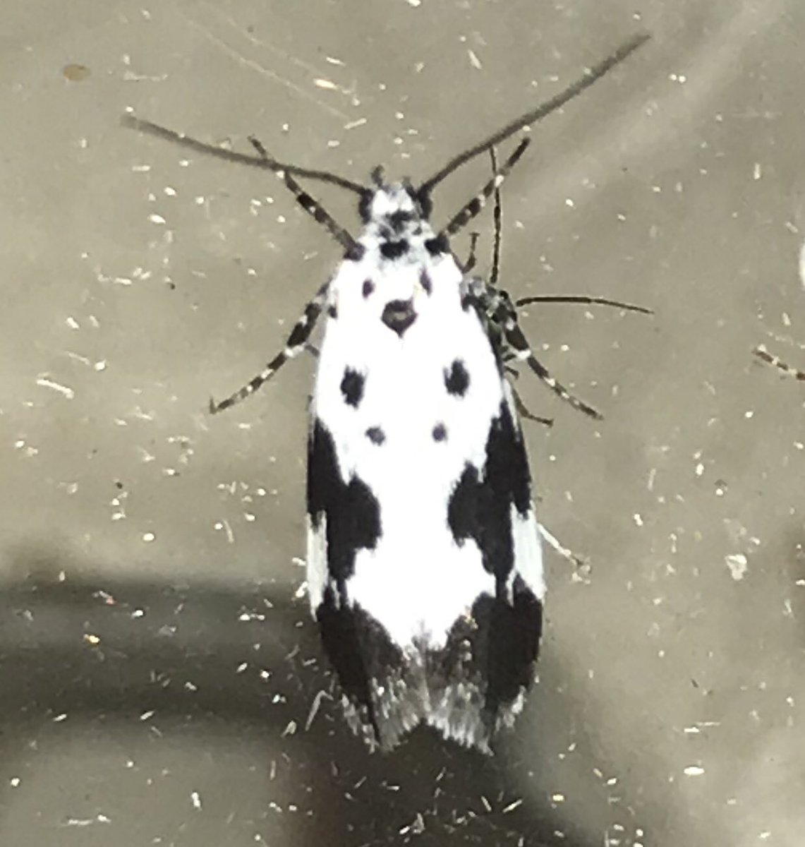 Comfrey Ermel Ethmia quadrillella, previously unrecorded in central S Norfolk. Little hope for my id skills if I’ve got this one wrong! ⁦<a href="/norfolkmoths/">Norfolk Moths (Jim Wheeler CMR)</a>⁩