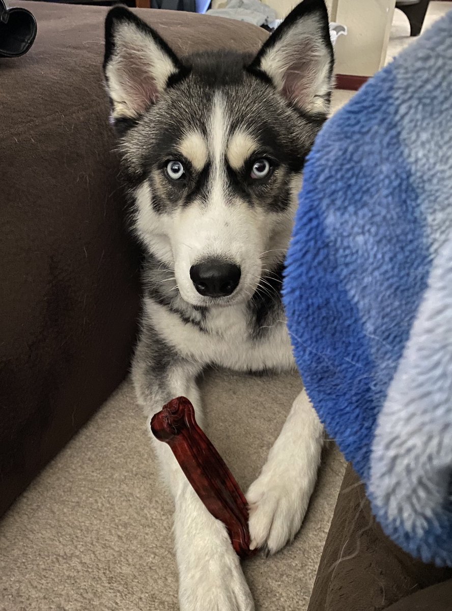 Oh, hi mom !! 🐾🖤 #Rizzo #Saturday #FavoriteBone