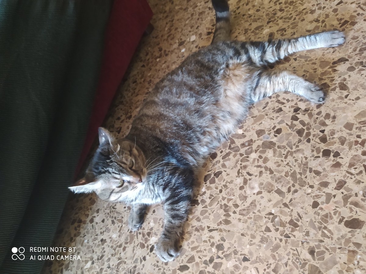 xavier_garcia22's tweet photo. El gato (Panchito) haciendo... No se que está haciendo... Supongo que cosas de gato jajajaja... #1agosto #1Ago #FelizSabadoATodos #FelizSabado https://t.co/CqVzQaVCxm