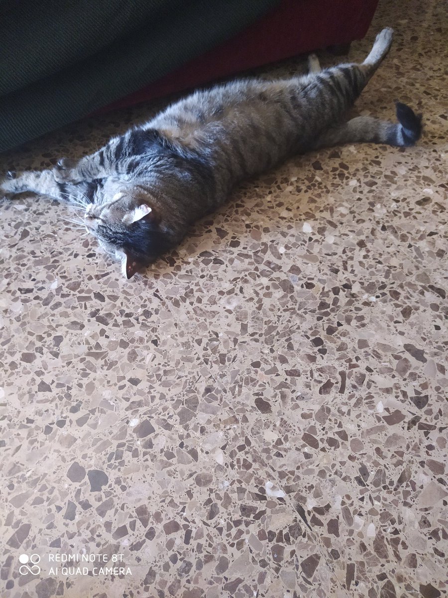 xavier_garcia22's tweet photo. El gato (Panchito) haciendo... No se que está haciendo... Supongo que cosas de gato jajajaja... #1agosto #1Ago #FelizSabadoATodos #FelizSabado https://t.co/CqVzQaVCxm