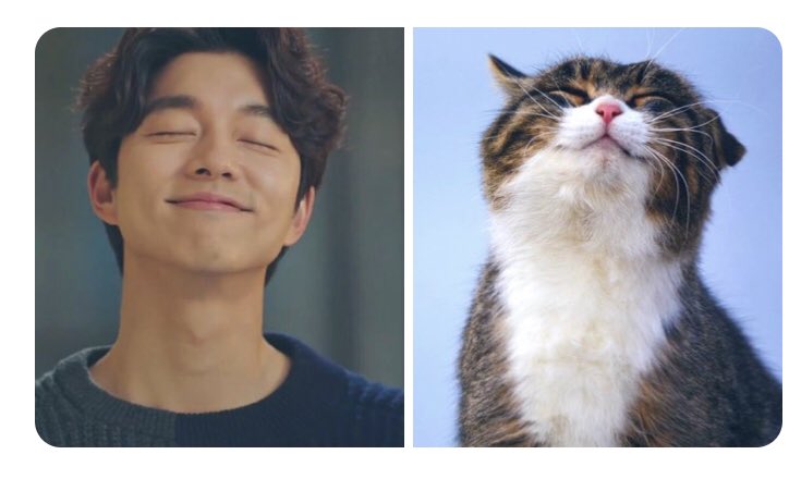 Is  #GongYoo actually a cat?{𝘈 𝘵𝘩𝘳𝘦𝘢𝘥 𝘵𝘰 𝘢𝘯𝘴𝘸𝘦𝘳 𝘵𝘩𝘪𝘴 𝘪𝘮𝘱𝘰𝘳𝘵𝘢𝘯𝘵 𝘲𝘶𝘦𝘴𝘵𝘪𝘰𝘯.}Evidence no 1: https://twitter.com/cardaminegreen/status/1286397412014264326?s=21