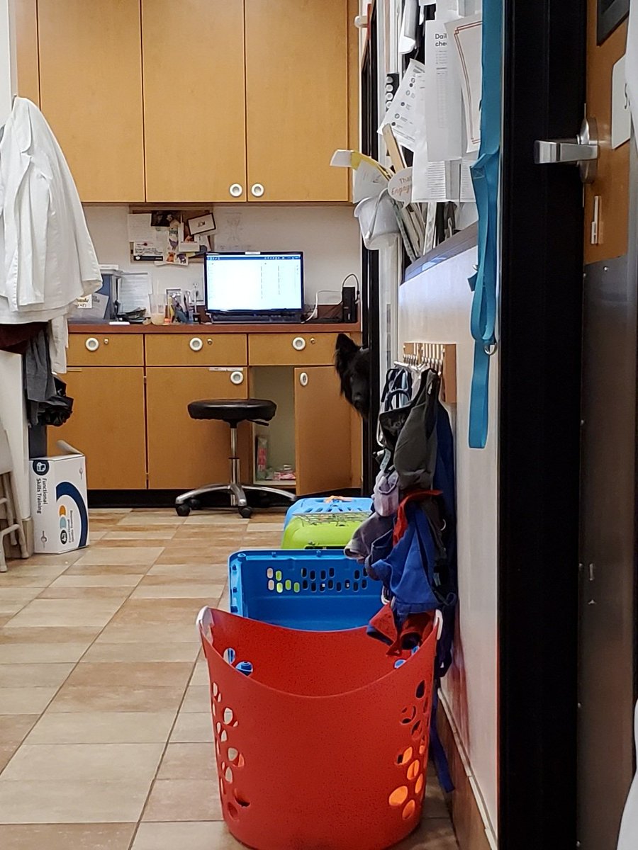 After checking in and getting his weight (93 lbs!!), we set up Spaulding in a kennel- er, exam room- with some blankets and a bed. He was very curious as to where his mama was.