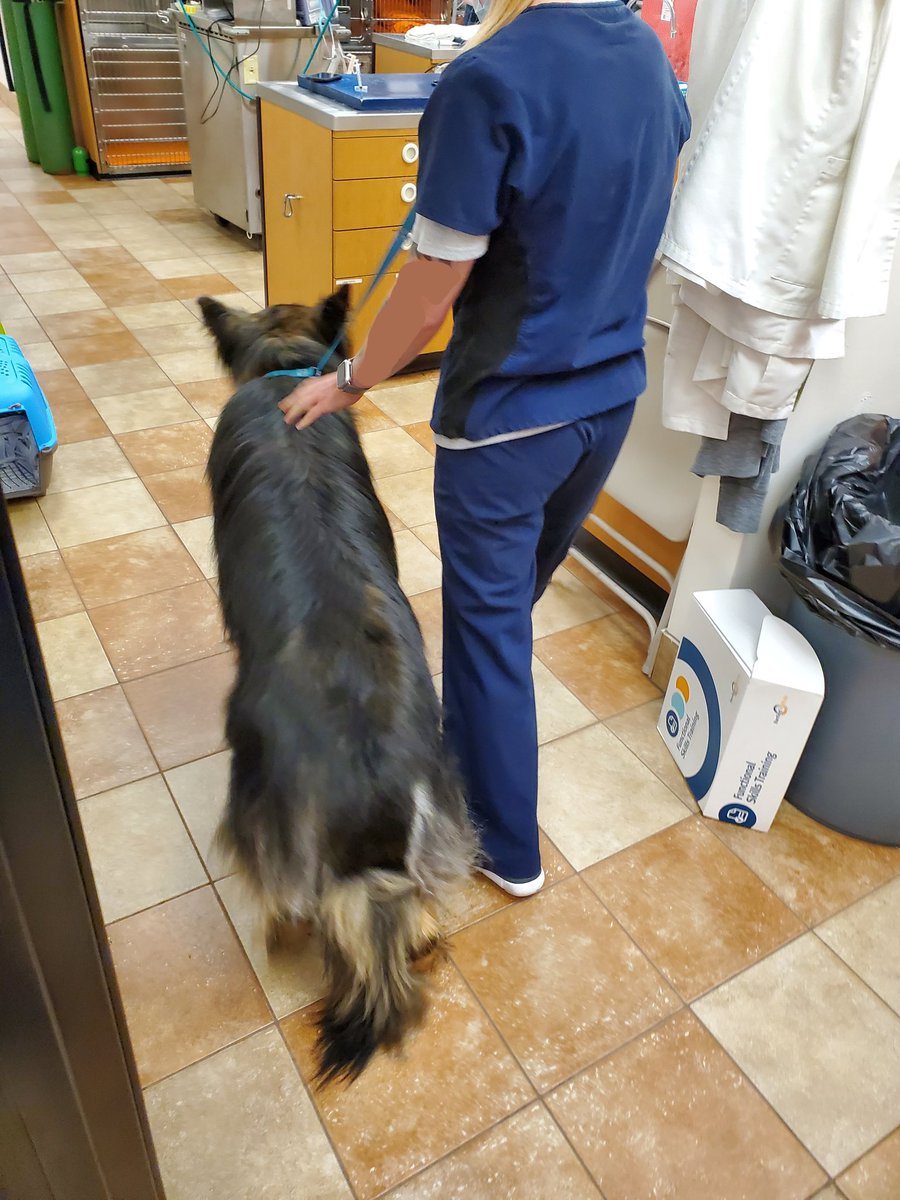 He gets his pre-medication, usually an opioid, an anti-anxiety med, and an anti-nausea med. After marinating for 20-30 min, it's time to go! Sometimes they get a little wobbly on the walk to the table 
