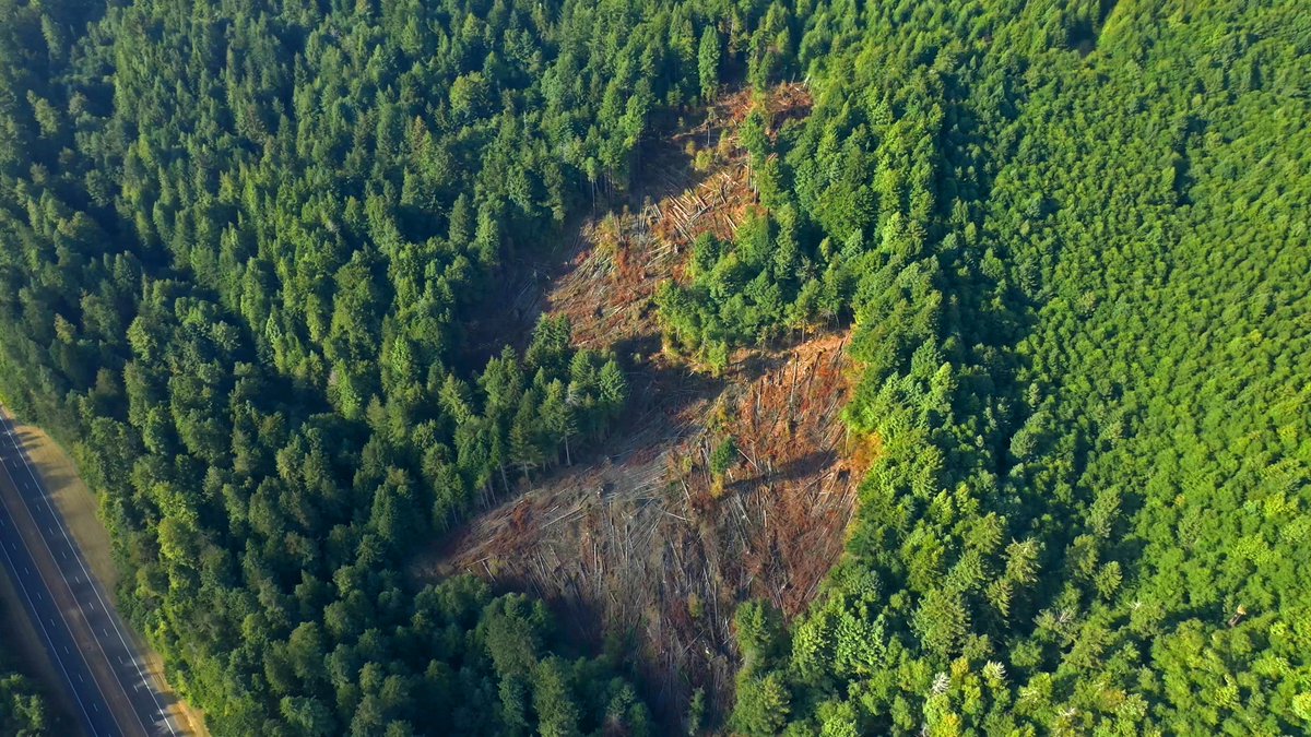 LEFT: Rainforest in Northern CaliforniaRIGHT: Wounds where loggers are ripping out Redwoods and other treesANGRY? Join me & ask them to stop, email:GRynearson@greendiamond.comjcarlson@greendiamond.comsmadrone@co.humboldt.ca.usTREE SITTERS need our support! #ecocide