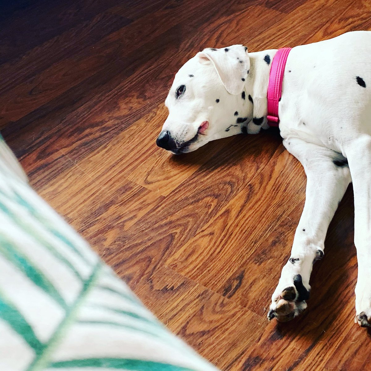 tblondiefairy's tweet photo. Doggo side-eye of doom! Daisy currently pretending to be dying cos she wants her dinner! She has 30 minutes to wait! #dalmatian #hungrygirl #hungrydoggo #raging #sideeye #sideeyegamestrong #sideeyequeen https://t.co/wK3n96O99k