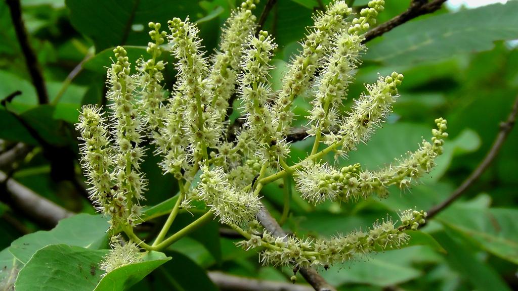 DeepakKGhosh1's tweet photo. Presenting ERC Flora Digest! 
Family CombretaceaeFlora  Terminalia alata. A flora of Darjeeling himalayas and foothills

For details; reach us at info@ercg.in

#savetheplanet  #flora #biodiversity #digest  #ercfoundation #ercgroup
https://t.co/0PUexsBBXn https://t.co/ArhVwzZlhe https://t.co/5iSiTdIep3