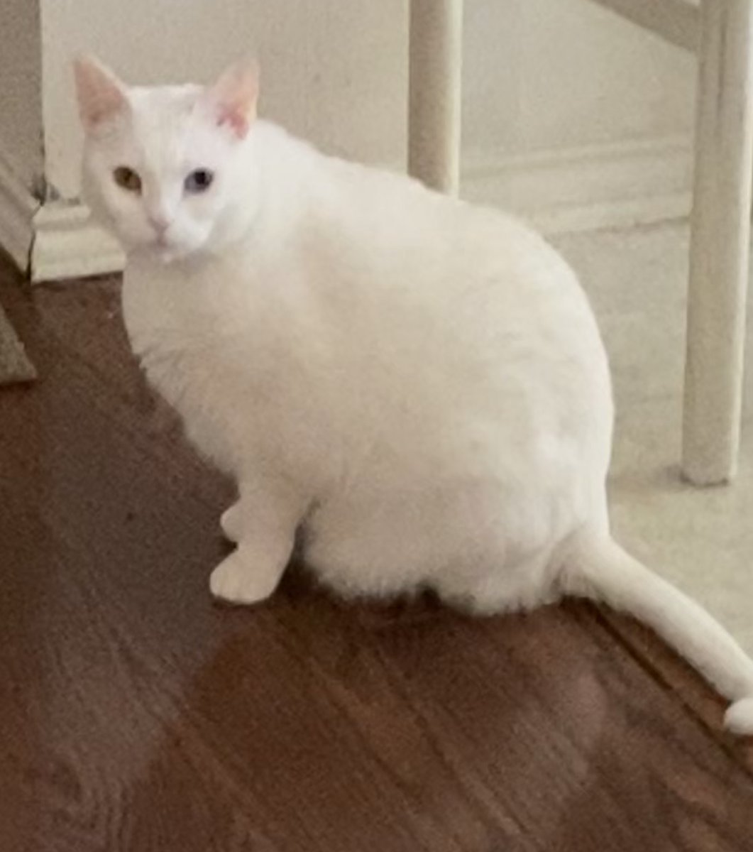 Georgia G Mellott💡 tweet media