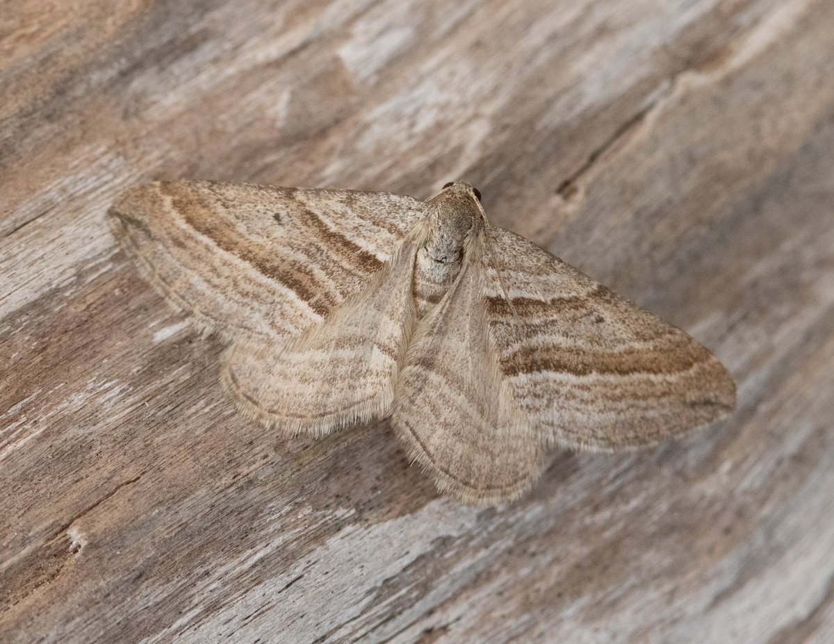 Oblique Striped and Stathmopoda pedella (Alder Signal) the best from the trap this morning <a href="/norfolkmoths/">Norfolk Moths (Jim Wheeler CMR)</a>