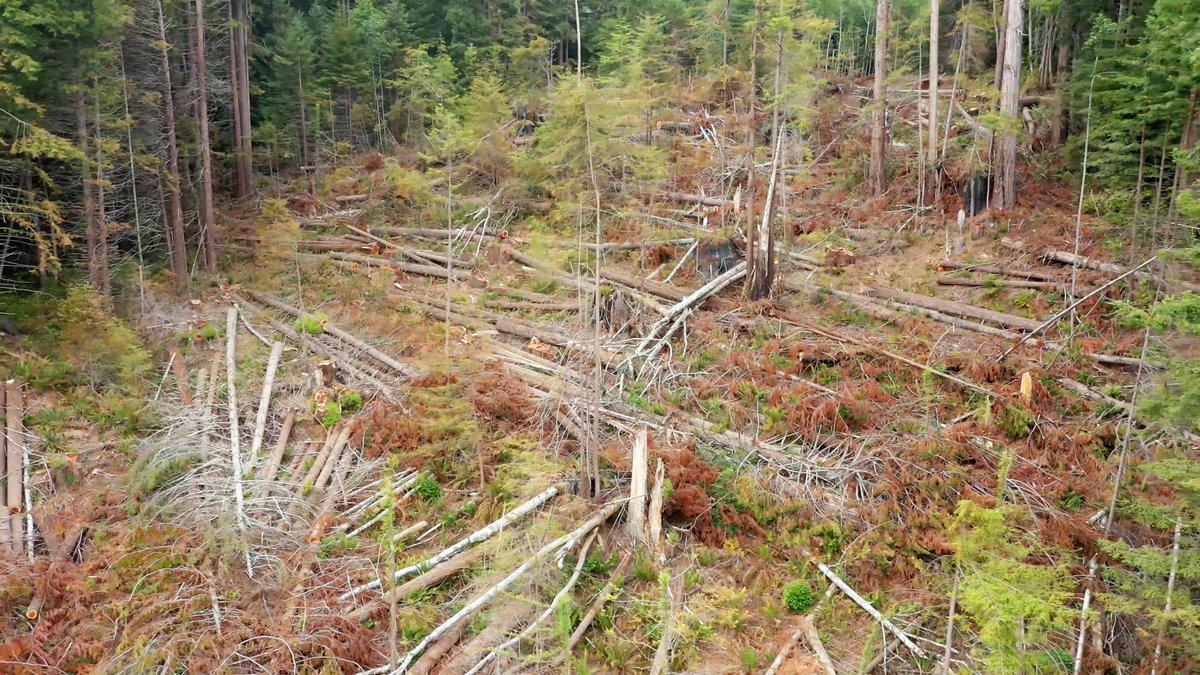 Redwood Forest Defenders have been tree sitting here since March. Green Diamond continues to log, despite  #covid. Sawmills are closed, logs pile up. Heavy machinery now threatens tree sitters & hikers near Strawberry Rock in Humboldt County. Photos by Andrea Bowers.