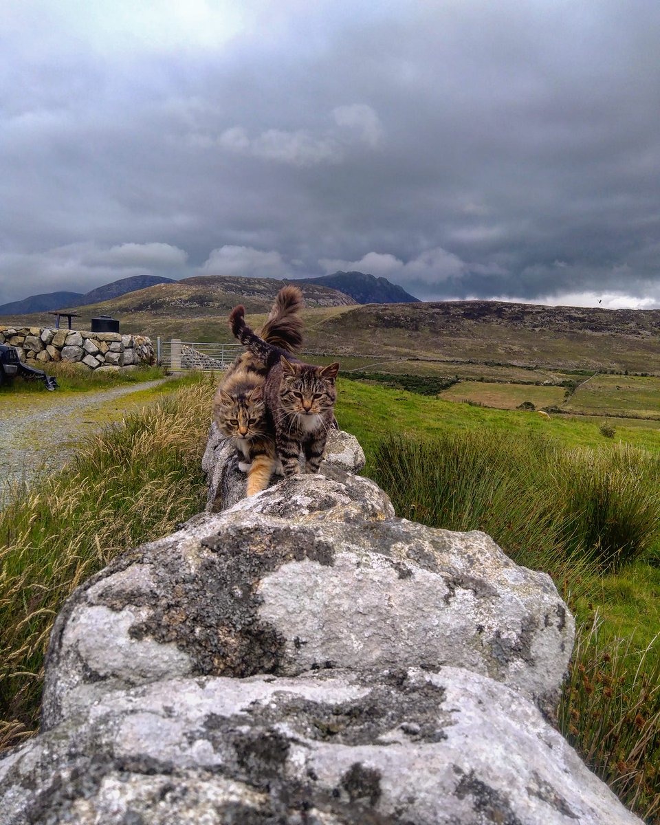 Beautiful Mourne Mountains, Co  #Down, N  #Ireland. Mournes are made up of 12 mountains with 15 peaks & include the famous Mourne wall (keeps sheep & cattle out of reservoir)! Area of Outstanding Natural Beauty. Partly  @NationalTrustNI. ©Daniel Mcevoy (with lovely cats!)  #caturday