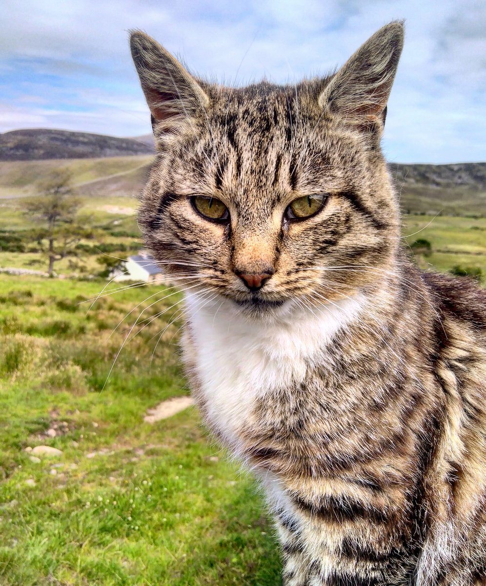 Beautiful Mourne Mountains, Co  #Down, N  #Ireland. Mournes are made up of 12 mountains with 15 peaks & include the famous Mourne wall (keeps sheep & cattle out of reservoir)! Area of Outstanding Natural Beauty. Partly  @NationalTrustNI. ©Daniel Mcevoy (with lovely cats!)  #caturday