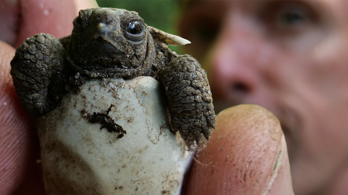donnyrapture0's tweet photo. @evilmorphgod saved this baby #turtle 's life.  I make fire thumbnails.  
 All about the #conservation. #animals #pettube #snakes #reptiles https://t.co/VM0IZXUHmg
