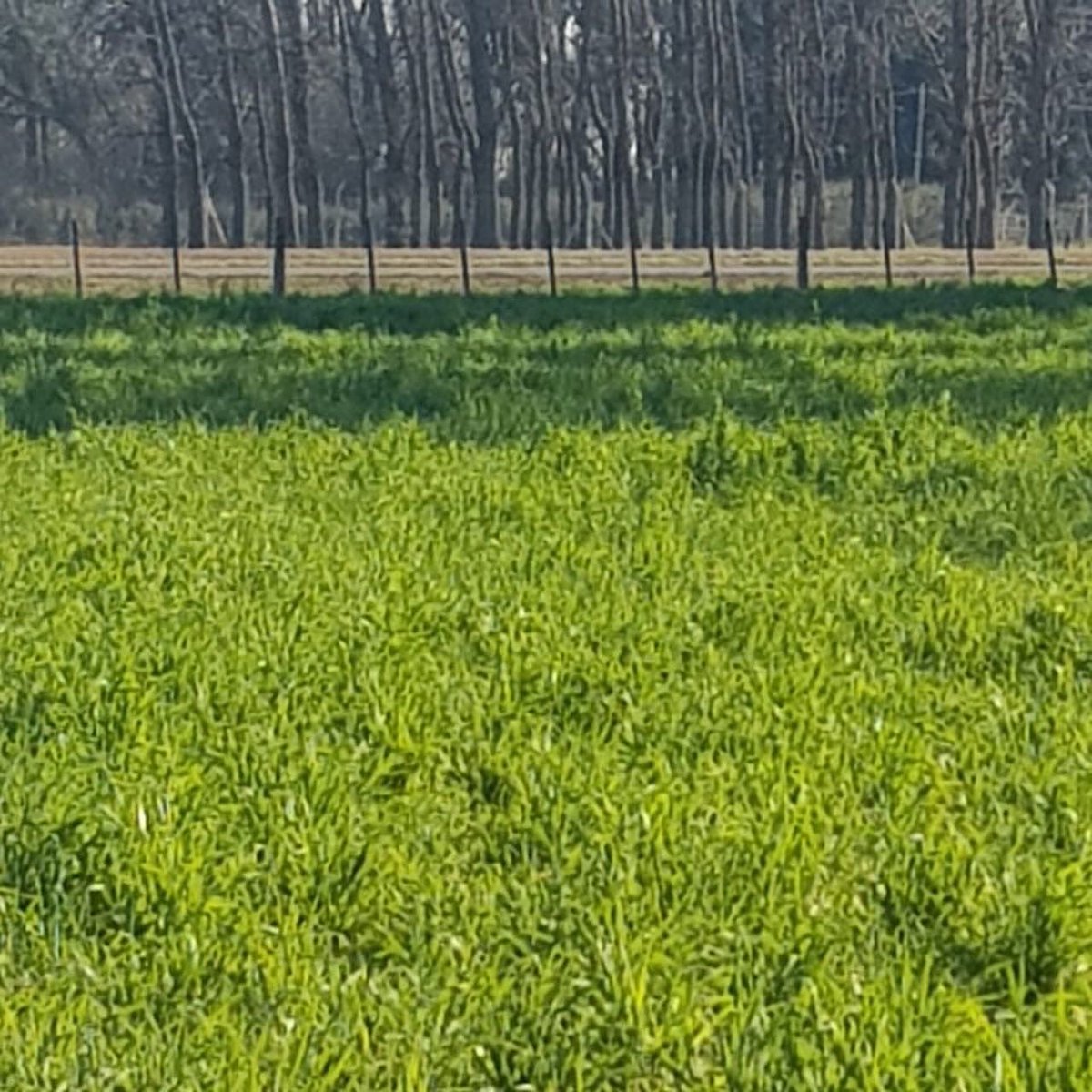 diegohalvarez79's tweet photo. Manejo en áreas Periurbanas♻️
Cultivos cobertura ya implantados y logrados: vicia con avena y vicia con centeno.
Sembrado el 10 de mayo. Antecesor soja. 
Sobre esas cobertura se va a estar sembrando soja y maíz. https://t.co/najeBAr9kF
