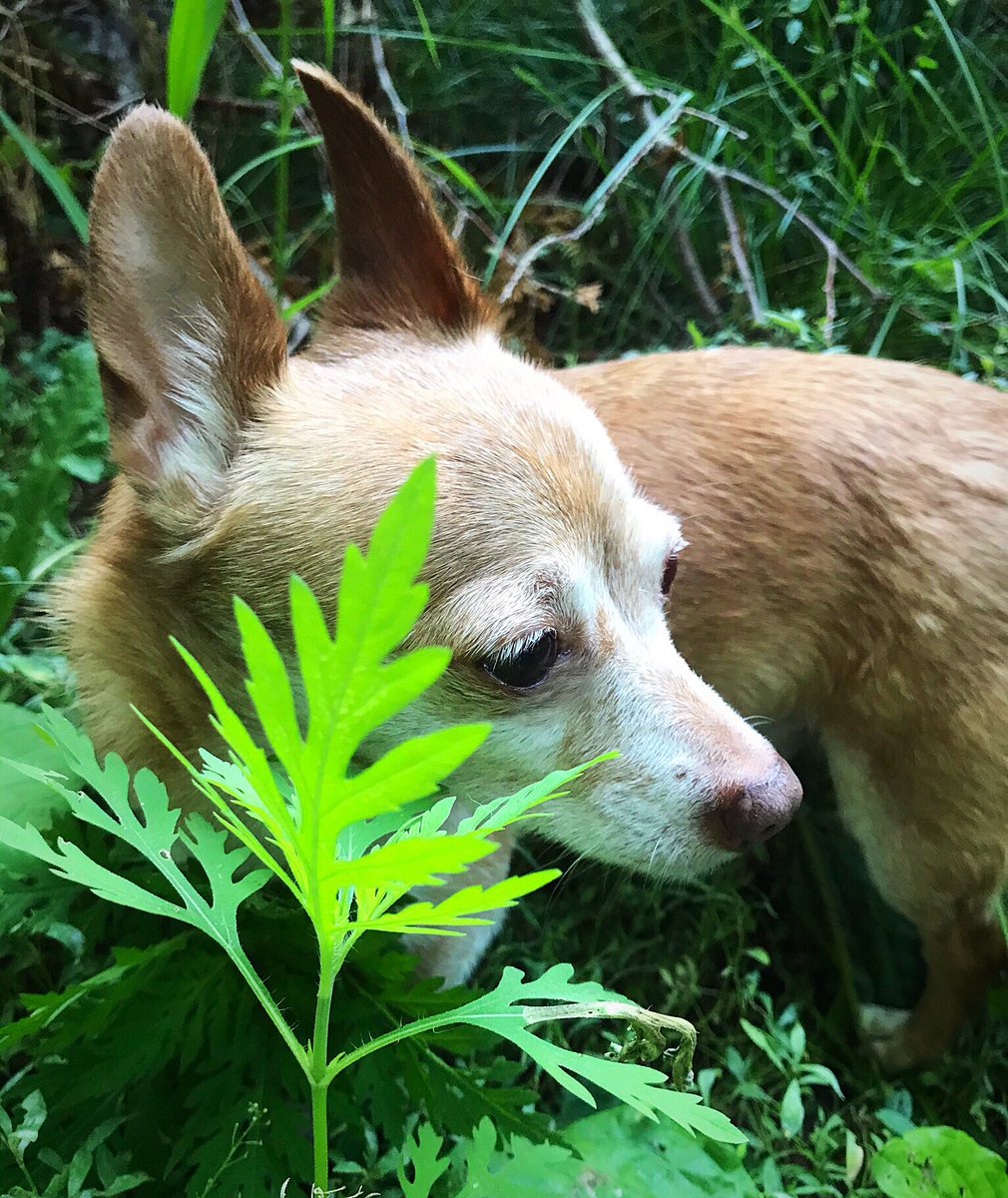 sarahanunn's tweet photo. Wiley is celebrating Lughnasadh by getting stuck in the brush pile. Again. And again. And again...
🙄
#SmolDogProblems #Lughnasadh #LammasDay #HelloAugust #SeniorDog #SeniorPupSaturday #Chihuahua #DogsofTwittter https://t.co/sSIw7dJvxE