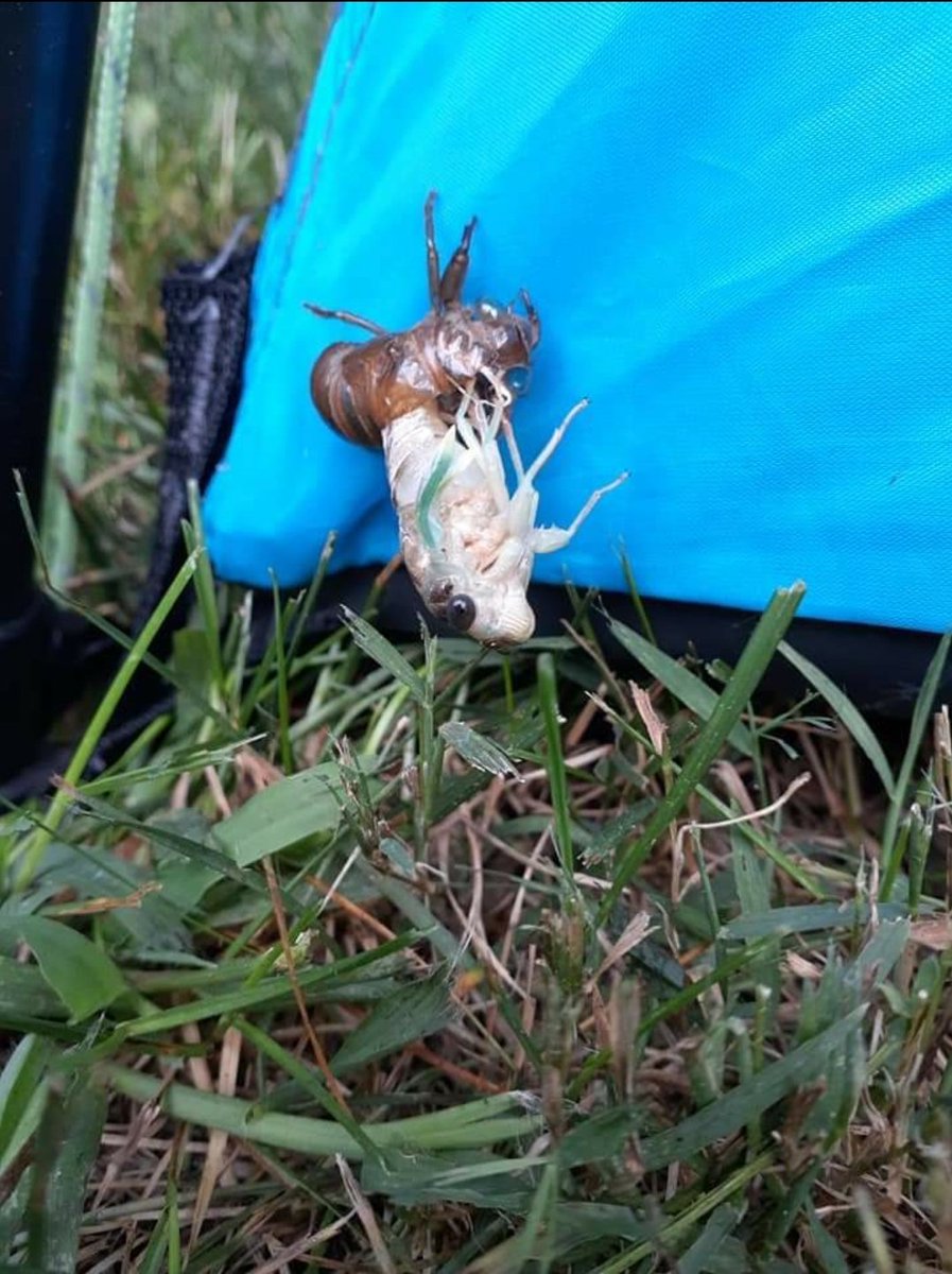 AP_Bio_GOD's tweet photo. The Biology of Life is in full effect. Witness the metamorphosis of the Cicada. Anyone who says "Biology is boring", just please ask yourself "why"? 
#Biology #metamorphosis https://t.co/p8WqXt1FEN