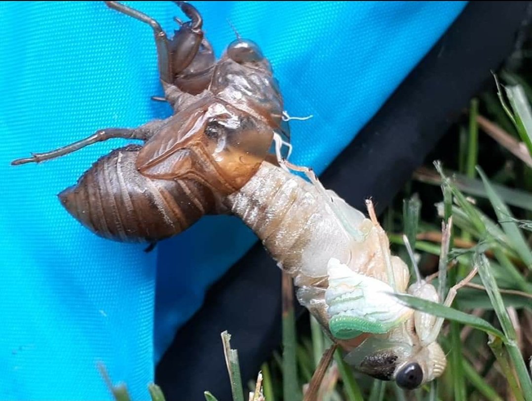 AP_Bio_GOD's tweet photo. The Biology of Life is in full effect. Witness the metamorphosis of the Cicada. Anyone who says "Biology is boring", just please ask yourself "why"? 
#Biology #metamorphosis https://t.co/p8WqXt1FEN